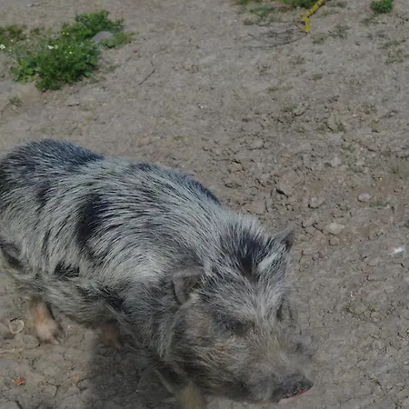 Pepito Saint-Gauzens